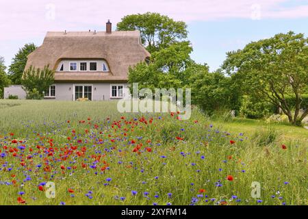 Campo di cereali con fiori di mais (Centaurea cyanus) e fiori di papavero (Papaver rhoeas) ai margini di un campo, dietro di esso una casa di paglia, appena coperto Foto Stock