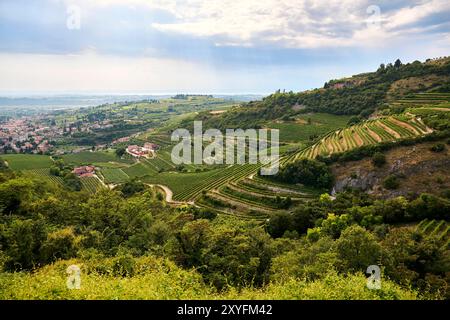 Grande vigneto dedicato alla produzione di vini situato nella zona viticola della Valpolicella, in provincia di Verona, Italia, ad est del Lago di Garda Foto Stock