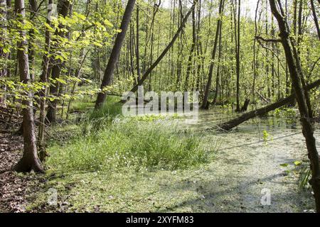 Bruchwald, foresta di pianure alluvionali Foto Stock