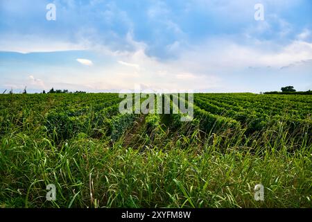 Grande vigneto dedicato alla produzione di vini situato sulla sponda orientale del Lago di Garda. Turismo enogastronomico. Foto Stock