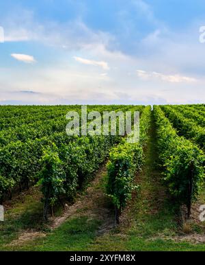 Grande vigneto dedicato alla produzione di vini situato sulla sponda orientale del Lago di Garda. Turismo enogastronomico. Foto Stock