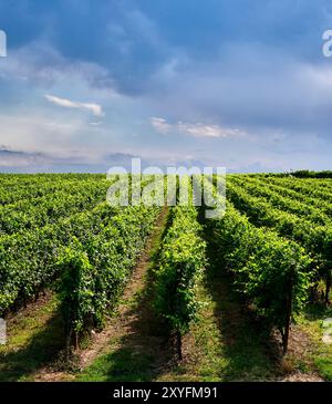 Grande vigneto dedicato alla produzione di vini situato sulla sponda orientale del Lago di Garda. Turismo enogastronomico. Foto Stock