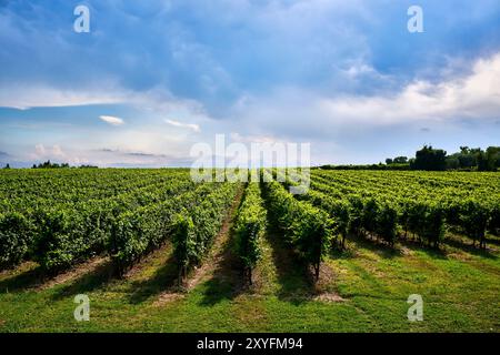 Grande vigneto dedicato alla produzione di vini situato sulla sponda orientale del Lago di Garda. Turismo enogastronomico. Foto Stock