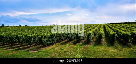 Grande vigneto dedicato alla produzione di vini situato sulla sponda orientale del Lago di Garda. Turismo enogastronomico. Foto Stock