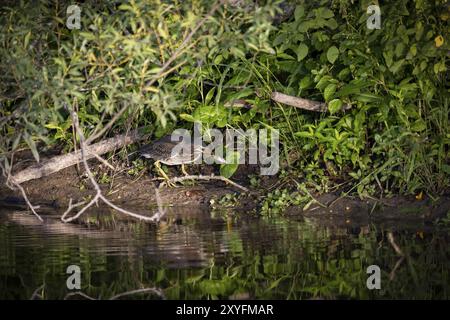 Il giovane airone verde (Butorides virescens) in caccia Foto Stock