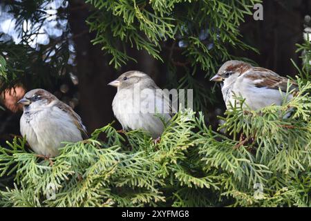 Passeri della casa (Passer domesticus) seduti su una conifera. Passero (Passer domesticus) seduto su un albero Foto Stock