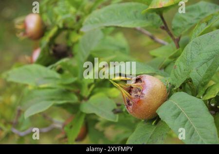 Medlar su un albero, medlar comune su un albero 01 Foto Stock