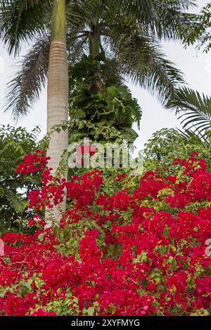 Bouganville rosse di fronte a una palma reale Foto Stock