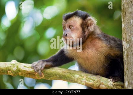 Nero scimmia Capouchin arrampicata su un albero nella foresta pluviale di Rio de Janeiro Foto Stock