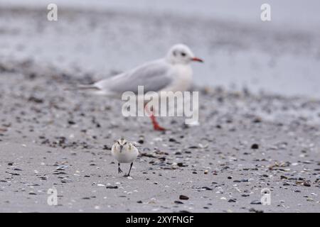 Sanderling (Calidris alba) che si prepara sulla spiaggia. Sanderling (Calidris alba) che corre lungo la costa Foto Stock