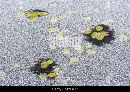 Foglie di ninfee nel ghiaccio, Gaellivare, Norrbotten, Lapponia, Svezia, ottobre 2014, Europa Foto Stock