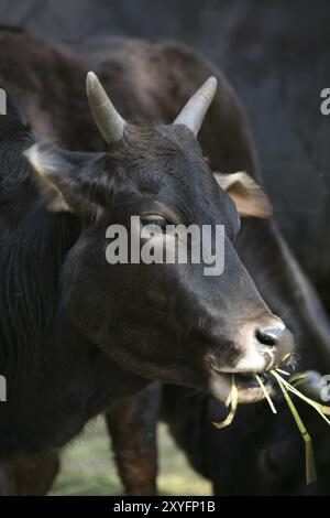 Bos taurus indicus Foto Stock