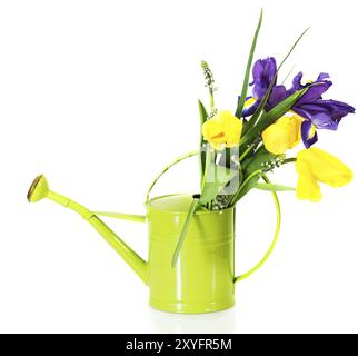 Bouquet di tulipani rosa, Iris viola e musari nella lattina da irrigazione su sfondo bianco Foto Stock