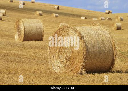 Le balle di paglia su campi di mais dopo il raccolto Foto Stock