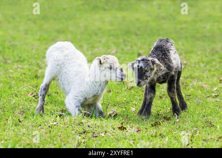 Due neonato agnelli giocare insieme nel verde dei pascoli durante la stagione primaverile Foto Stock