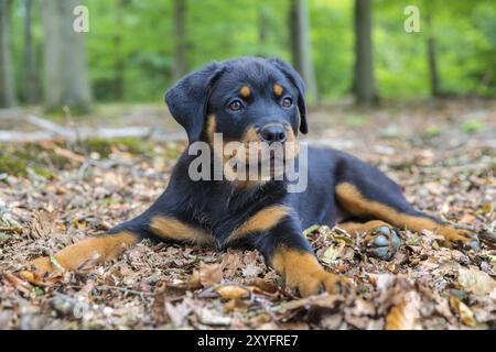 Giovane cane rottweiler disteso sul terreno della foresta di faggi Foto Stock