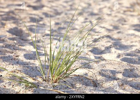 Erba verde sulla duna di sabbia da vicino Foto Stock