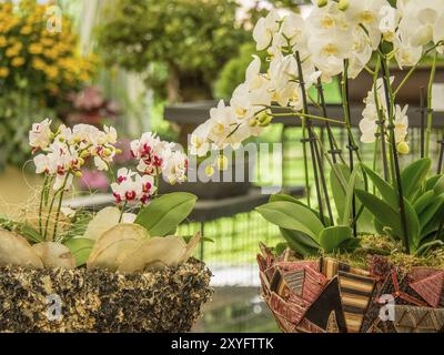 Varie piante in vaso con orchidee bianche e rosa in un interno, Bad Lippspringe, Germania, Europa Foto Stock