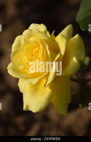 Giallo: Il colore dell'amicizia Foto Stock