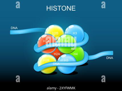 Struttura degli istoni. Proteine dell'istone. Organizzazione e confezionamento di materiale genetico nel cromosoma. Poster vettoriale. Illustrazione piatta isometrica. Schem Illustrazione Vettoriale