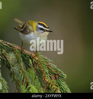 Goldcrest, Regulus ignicapillus, Lude, Mountain area, Lude, Stiria, Slovenia, Europa Foto Stock