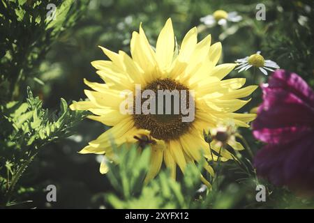 Girasole preso singolarmente in un prato di fiori. Vista romantica Foto Stock