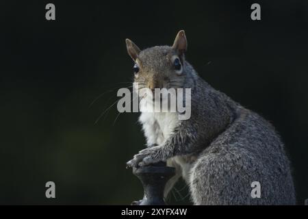 Scoiattolo grigio (Sciurus carolinensis) animale adulto appoggiato su un pezzo di metallo, Suffolk, Inghilterra, Regno Unito, Europa Foto Stock