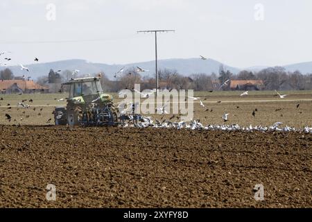 Gabbiani e stalli seguono un trattore da aratura (Weserbergland) Foto Stock