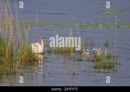 Cigno muto con giovani, Cygnus olor, cigno muto con animali giovani Foto Stock