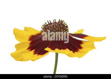 Occhio della bambina (Coreopsis lanceolata), autoportante Foto Stock