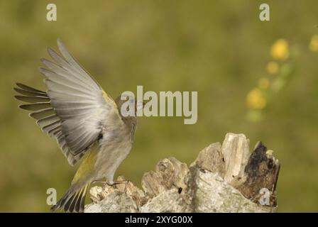 Gruenfink, Carduelis cloris, greenfinch europeo Foto Stock