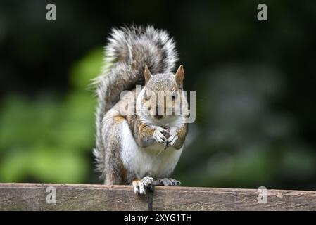 Primo piano Ritratto di uno scoiattolo grigio (Sciurus carolinensis) che guarda verso la telecamera dalla cima di una recinzione di legno, seduto con la coda di Bushy arcuata nel Regno Unito Foto Stock