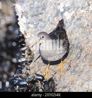 Purple Sandpiper sulle rocce Foto Stock
