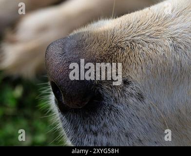 I Golden sono cani di famiglia estroversi, affidabili e desiderosi di accontentare, e relativamente facili da addestrare. Hanno un approccio gioioso e giocoso alla vita Foto Stock