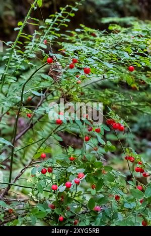 Red Huckleberry, Vaccinium parvifolium, frutti di bosco maturi a Staircase, Olympic National Park, Washington State, Stati Uniti Foto Stock