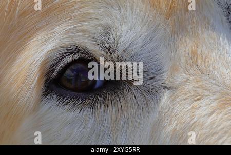 I Golden sono cani di famiglia estroversi, affidabili e desiderosi di accontentare, e relativamente facili da addestrare. Hanno un approccio gioioso e giocoso alla vita Foto Stock