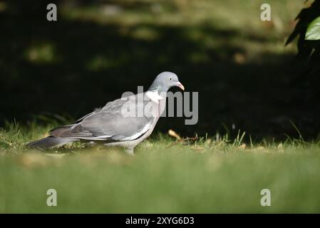 Common Woodpigeon (Columba palumbus) in piedi sull'erba nel profilo destro, a sinistra dell'immagine, in un giorno di sole in Galles, Regno Unito a luglio Foto Stock