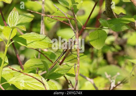 Donna immatura Downy Emerald Dragonfly - Cordulia aenea, Wiltshire, Regno Unito Foto Stock