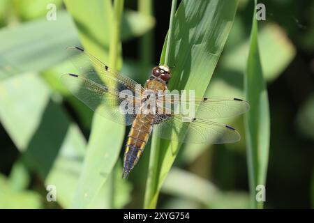 Chaser Dragonfly femmina a quattro macchie - Libellula quadrimaculata, Somerset, Regno Unito Foto Stock