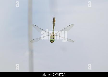 Downy Emerald Dragonfly maschio in volo - Cordulia aenea, Somerset, Regno Unito Foto Stock