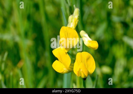 Prato Vetchling (lathyrus pratensis), primo piano della parte superiore del gambo fiorito che mostra i fiori gialli in varie fasi di sviluppo. Foto Stock