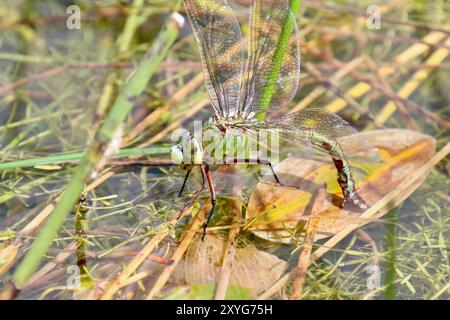 Imperatore Dragonfly o Imperatore Blu Dragonfly femmina - Imperatore Anax Foto Stock