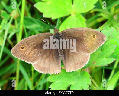A Meadow Brown (Maniola jurtina) Butterfly nel Gloucestershire Regno Unito in estate Foto Stock