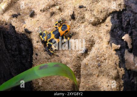 Mimo veleno rana intermedius, Ranitomeya imitator F. intermedius Foto Stock