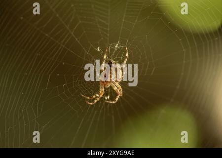 Ragno-ragno (lat. Araneus) ragni araneomorfi della famiglia dei ragni Orb-web (Araneidae) si trova sulla rete Foto Stock