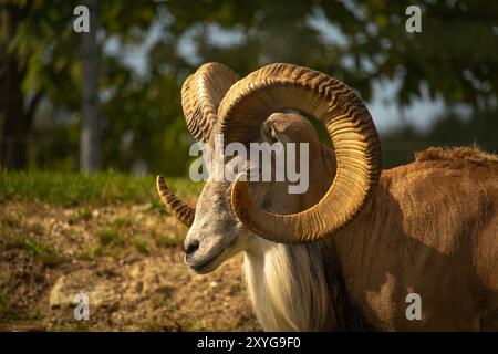 Argali maschile. Pecora selvatica di montagna Altai con possenti corna a spirale. Foto Stock