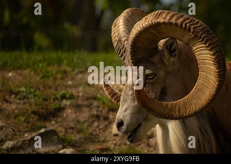 Argali maschile. Pecora selvatica di montagna Altai con possenti corna a spirale. Foto Stock