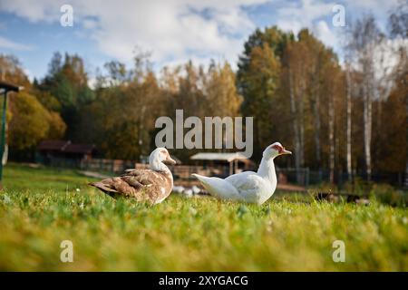 Immagine laterale di due anatre domestiche che camminano sull'erba contro la foresta autunnale nella fattoria in campagna, copia spazio Foto Stock