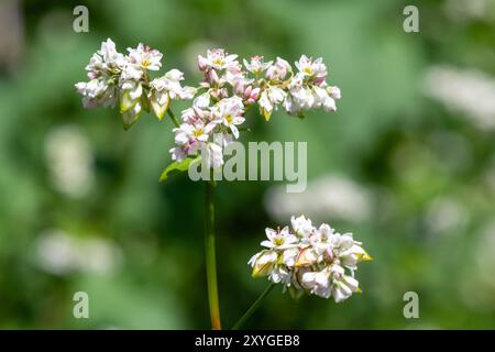 Primo piano di fiori di grano saraceno (fagopyrum esculentum) in fiore Foto Stock