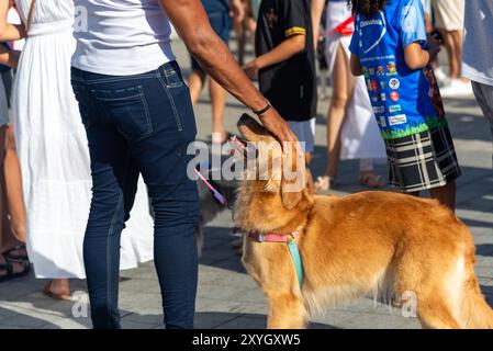 Salvador, Bahia, Brasile - 30 giugno 2024: I cani vengono visti vestiti durante una passeggiata al faro di barra nella città di Salvador, Bahia. Foto Stock